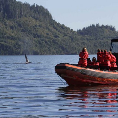Adventure Tofino Wildlife Tours listing image