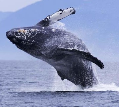 Jamie's Whaling Station listing image